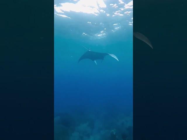 #guam #mantaray #snorkeling #mantarays #guamlife #freediving #freedive