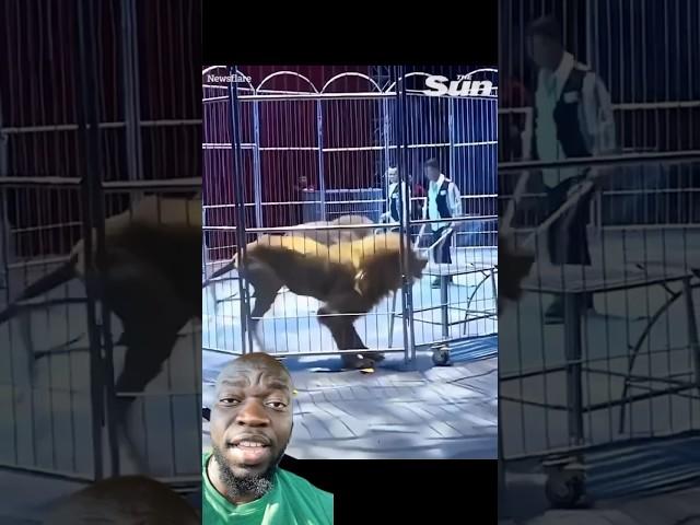 Lion escapes from circus  #comedy #animals #lion