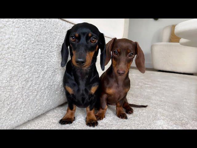 Mother and daughter Dachshund playing together.