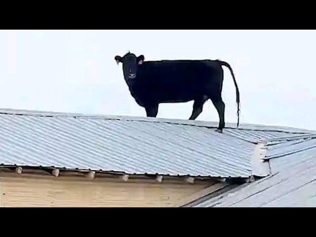 Funniest ANIMALS Videos 2024 will MAKE You LAUGH Uncontrollably 