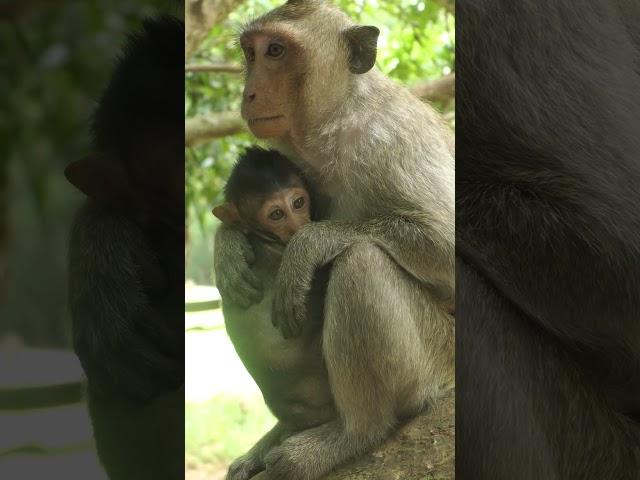 Wildlife monkey in Mohanokor troop #monkeyaction #shortsvideo #animallife #babyprimate