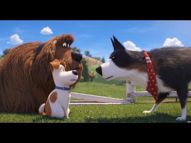 爱宠大机密2 The Secret Life of Pets 2 (2019) 定档预告 | 中文字幕