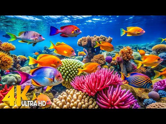 Aquarium 4K VIDEO (ULTRA HD) - Tranquil Ocean Life and Calming Background Sounds