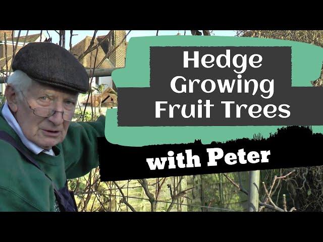 Hedge Growing Fruit Trees | Garden Ideas | Peter Seabrook