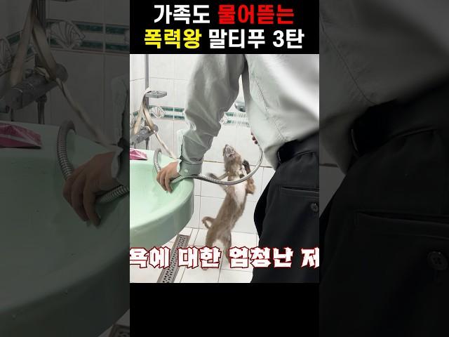 가족에게 서슴없이 폭력을 쓰는 강아지 행동교정법 3탄