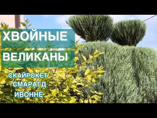 ХВОЙНЫЕ ВЕЛИКАНЫ В ЛАНДШАФТНОМ ДИЗАЙНЕ САДА. ТУЯ МОЖЖЕВЕЛЬНИК КИПАРИСОВИК