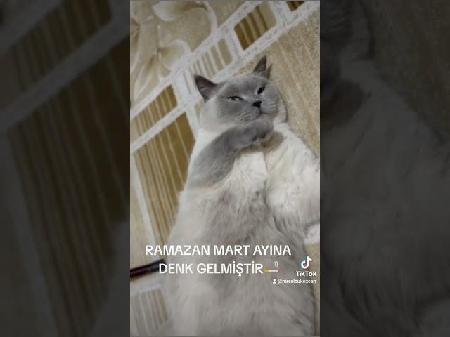 #fyp #keşfet #cat #ramadan #youtubeshorts