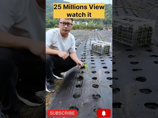 Secrets of China’s Organic Farming Success  #trending #viral #agriculture #shorts