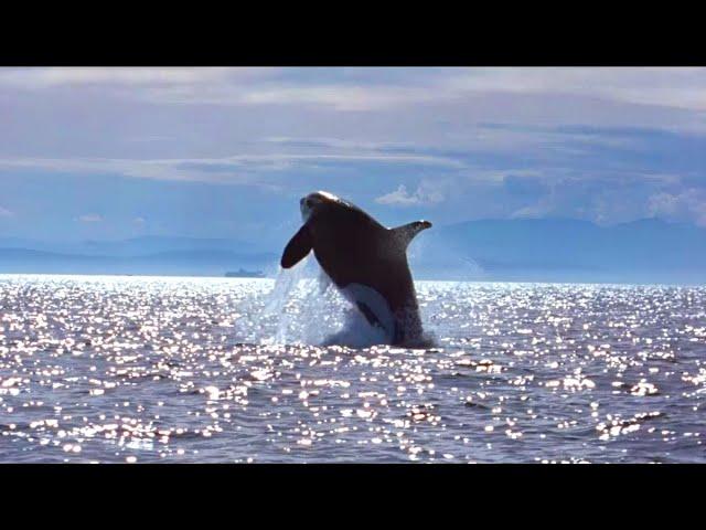 Intro "Free Willy (1993)"