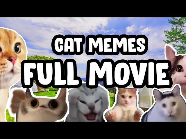 CAT MEMES ROAD TRIP COMPILATION...