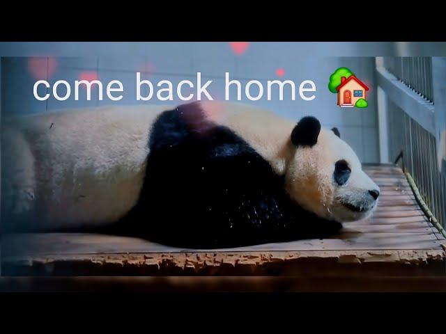 6월8일#안녕할부지 영화중#푸바오#panda#fubao#에버랜드# 아이바오#돌아와요 공주님#come back home #푸바오 경련