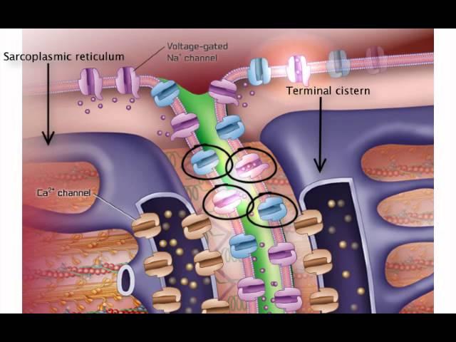 Excitation-Contraction Coupling