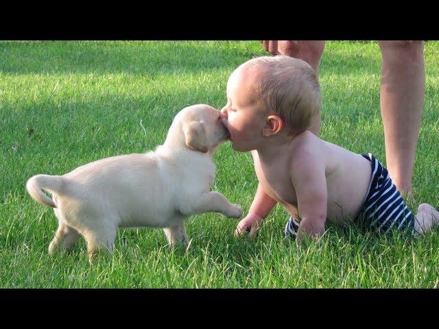 VERY FUNNY DOGS AND KIDS PLAY TOGETHER