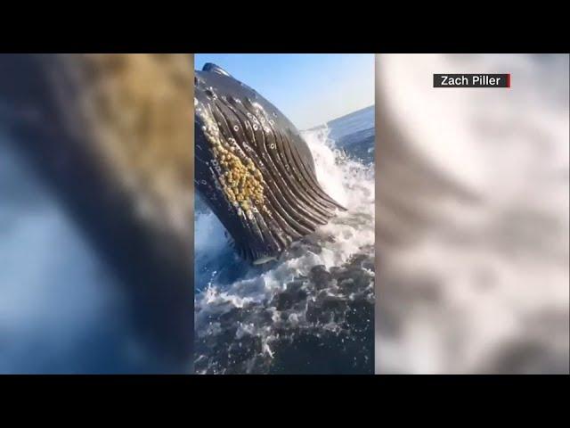 Humpback whale surprises father, son on fishing trip