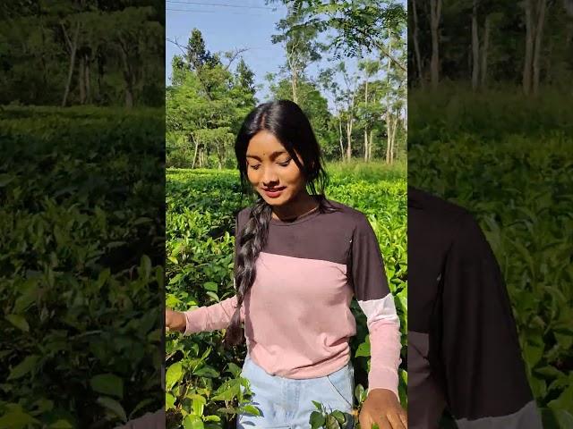 sarodi  tea garden jashpur chattisgarh #shorts #youtubeshorts #chattisgarh