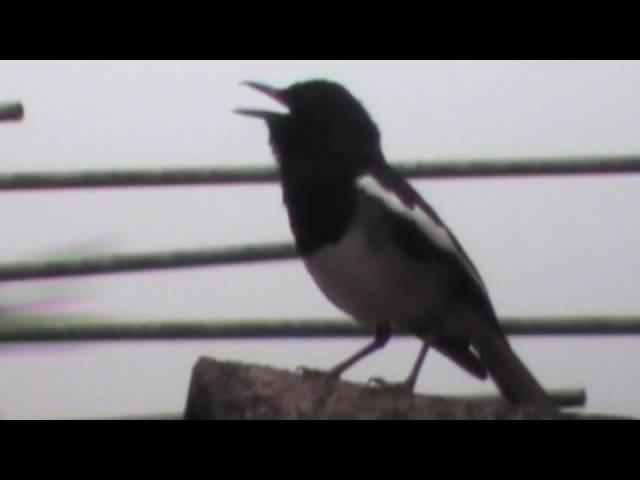 Singing Magpie 喜鹊报喜