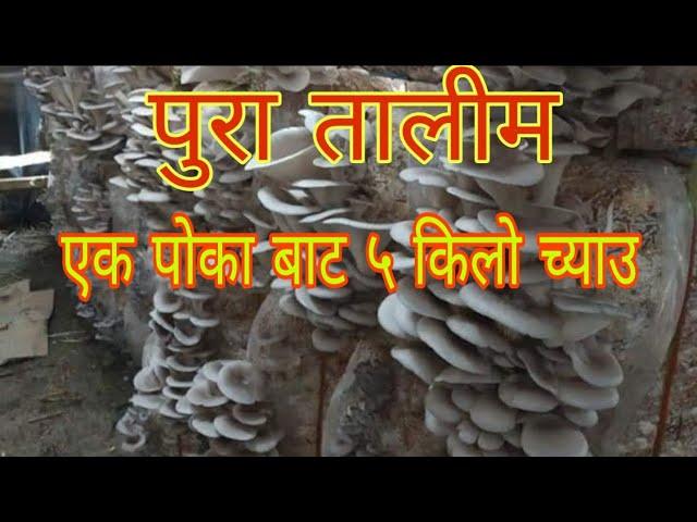 च्याउ खेति गरेर सफल बन्नुहोस ! How to do Mushroom Farming in Nepal?||mushroom farming training