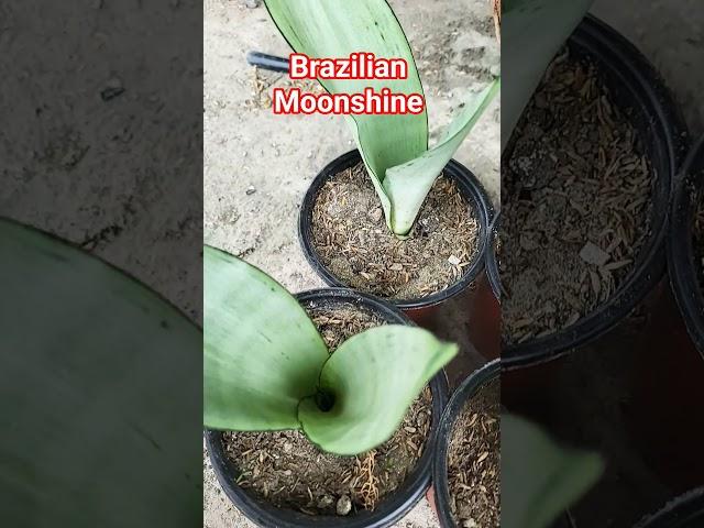Sanseveria Brazilian Moonshine! a beautiful variety of snake plant! indoor plants collection!