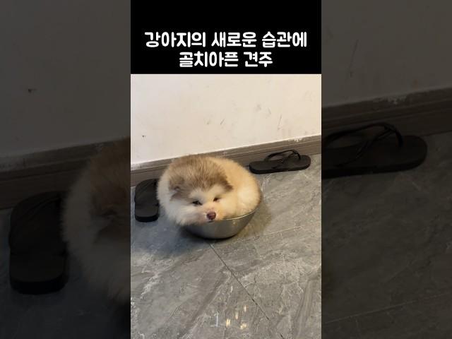 밥그릇이 너무좋은 댕댕이...!