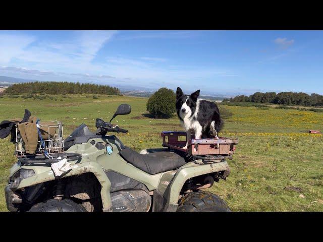 Incredible sheepdog working in beautiful Scotland