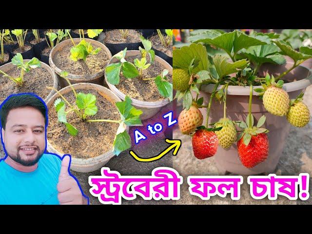 স্ট্রবেরি ফল চাষ । Grow Strawberry Fruit Plant in pots ।#strawberry @rajgardens