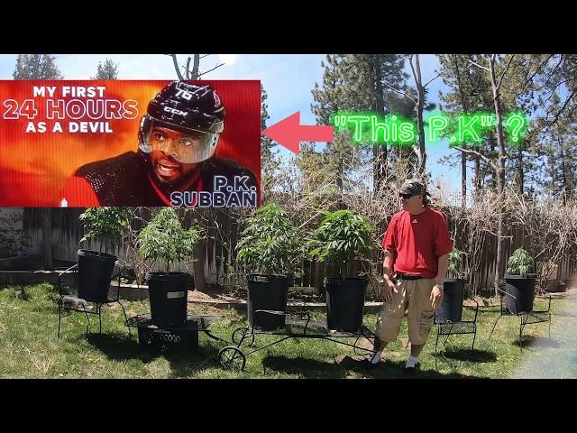 How to grow a great root system for cannabis.