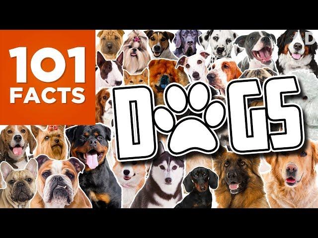 101 Facts About Dogs