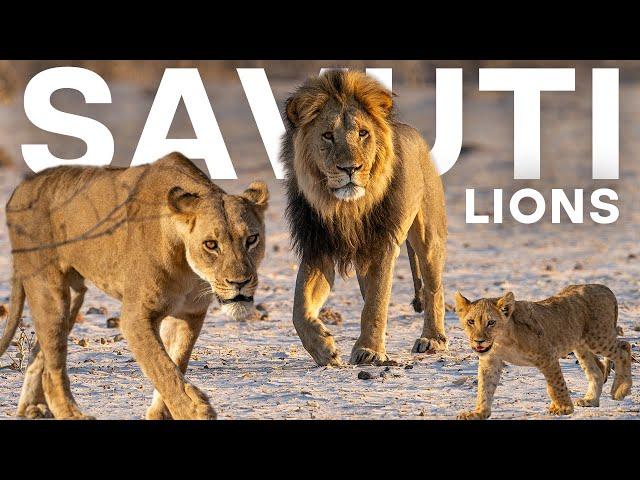 The LION dynamics of SAVUTI Botswana