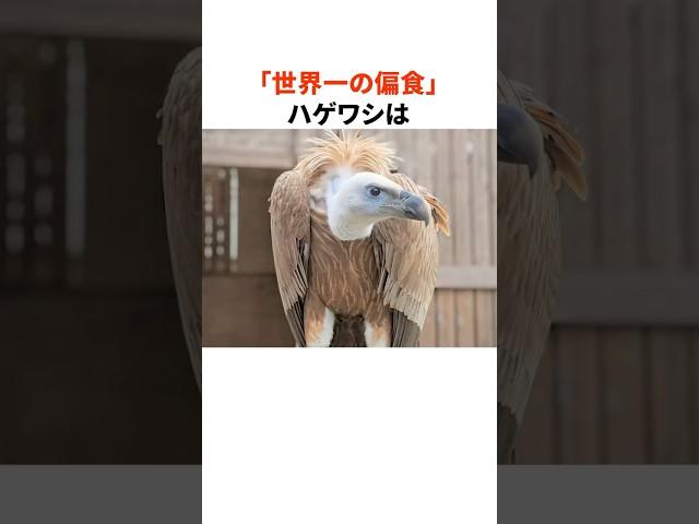 "The World's Most Picky Eater" Vulture's Amazing Trivia #shorts