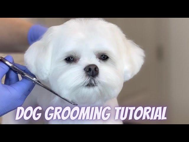 DOG GROOMING TUTORIAL - Step by Step Maltese haircut