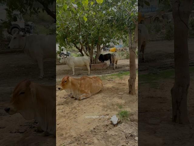 Gau mata #humanity #love #shortsvideo #help #please #youtube