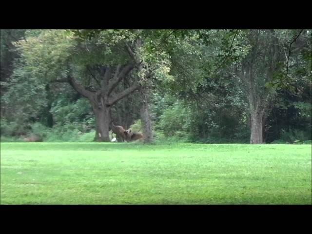 German Shepherd Bites a White-Tailed Deer