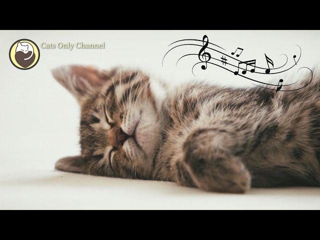 Calming Music that Gives Comfort to Cats - Relaxing Sleep Music with Nature Sounds