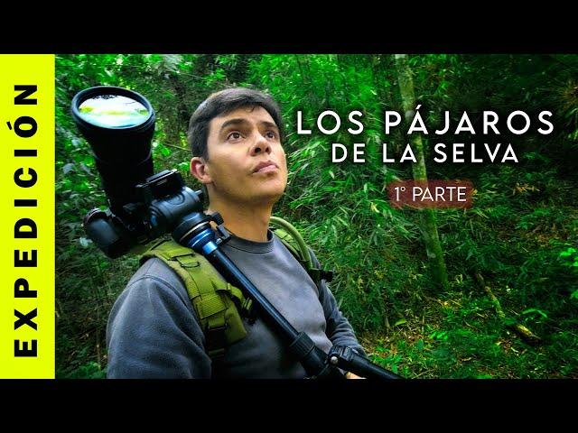 Los Pájaros de la Selva - 1 Parte | Aves de la Selva Misionera - Birding in Argentina