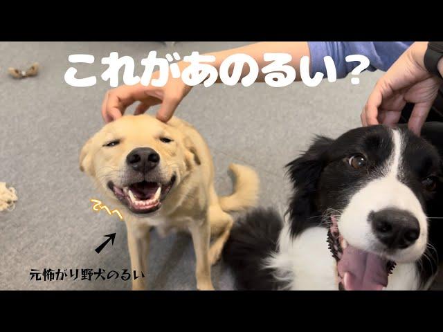 【姉来訪】元野犬の怖がりさんがこゆき家1番の甘えん坊に！？恒例のブッチもいただきました