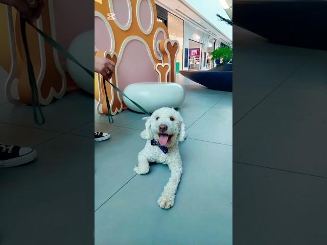 Pablo in the mall ..#youtubeshorts#dog#shorts#cute#doglover#music