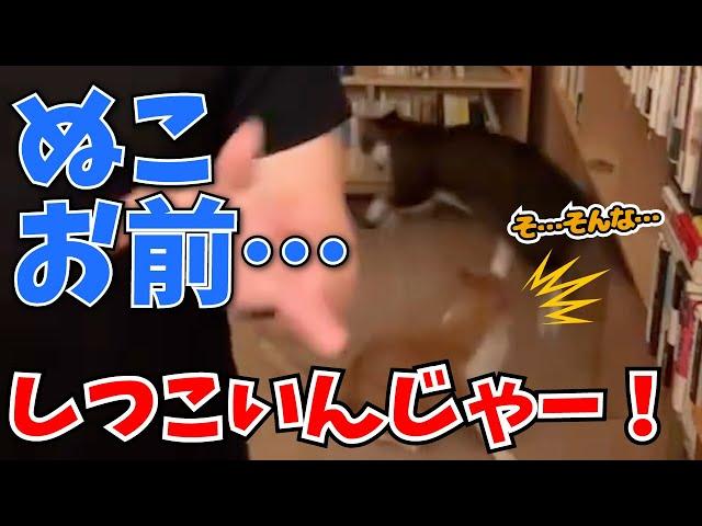 【DaiGo】みこキレる。「ぬこ、お前ぇ しつこいんじゃー！！！！！！！」【DaiGo切り抜き】