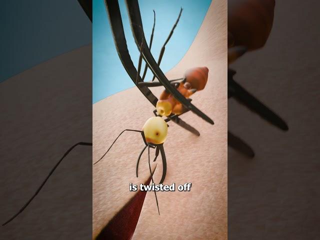 Using Ants To Stitch Wounds 