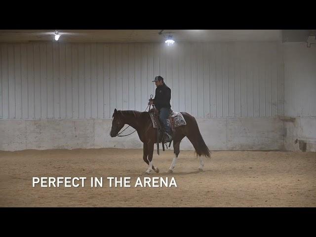 PONCHO 4YR OLD GELDING
