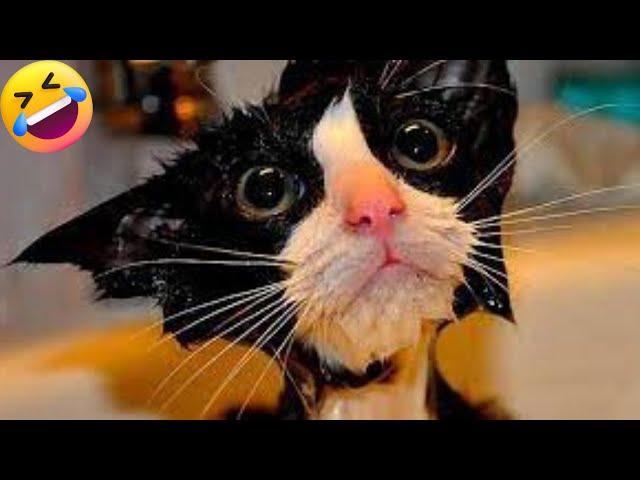 Funniest Animals 2023 Best Funny Cats and Dogs  | Petopia TV