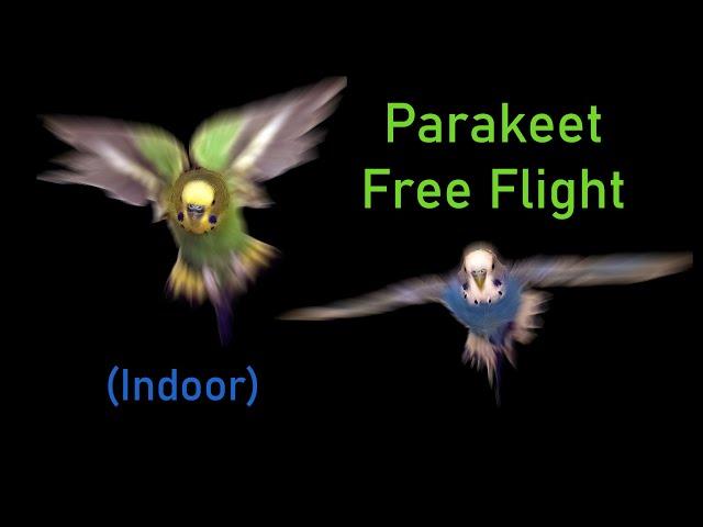 Budgie indoor free flight fun & Kiwi and Pixel talk to each other (Parrots, Parakeets, Budgies)