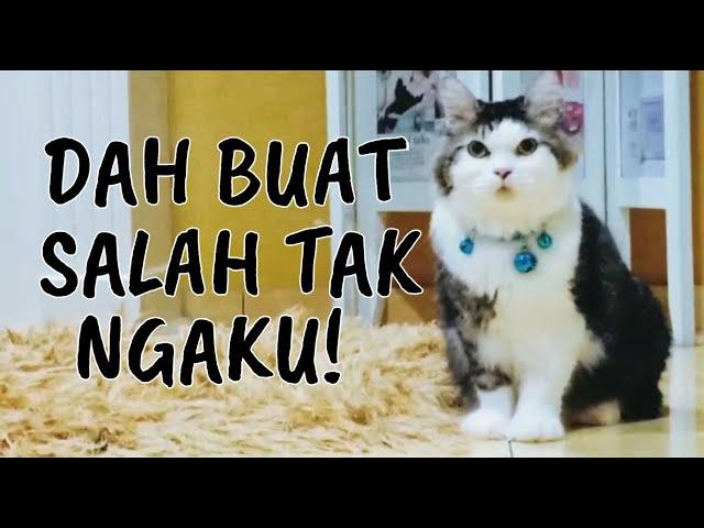 TELATAH KUCING YANG DAH  BUAT SALAH TAPI BERLAGAK MACAM TAKDE APA BERLAKU | Lagi Kisah Si Chemm