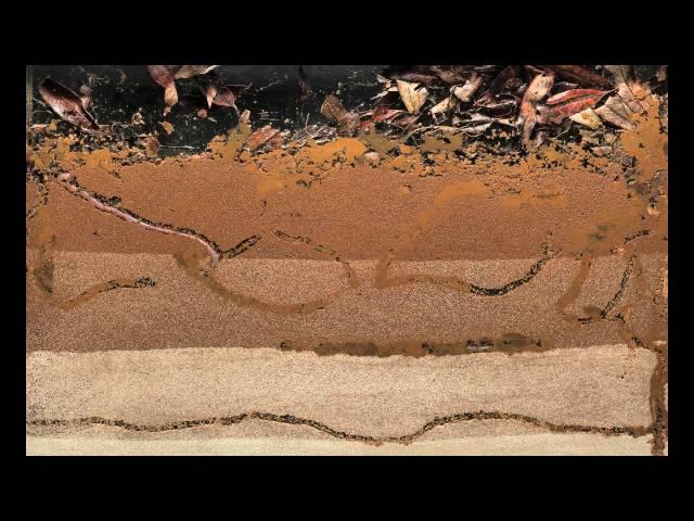 Bioturbation - Worms at Work