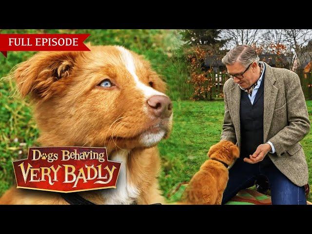 Dogs Behaving Very Badly: Series 3 - Episode 11 | Full Episode