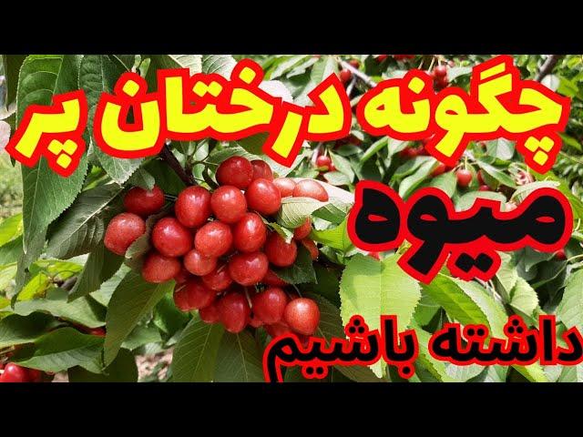 گیلاس پر بار _ چگونه درختان پر میوه داشته باشیم _ نکاتی که باعث می شه درختان پر بار داشته باشیم