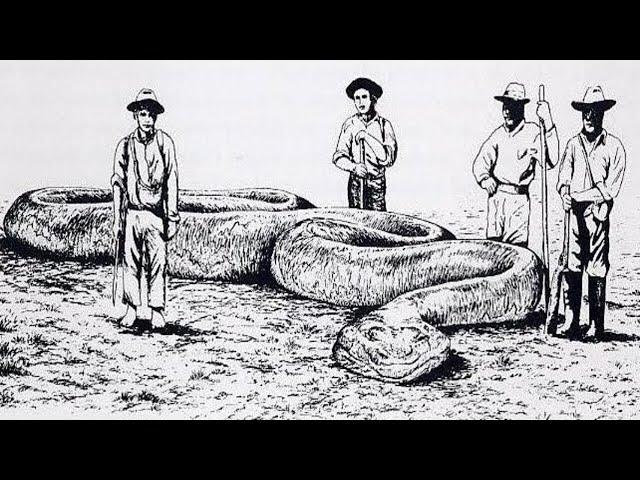 In 1906 An Explorer Claimed To Have Killed A MONSTER 62 foot Snake In The Amazon