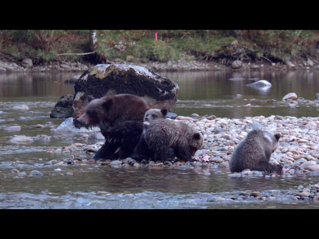 The myth of the ferocious grizzly