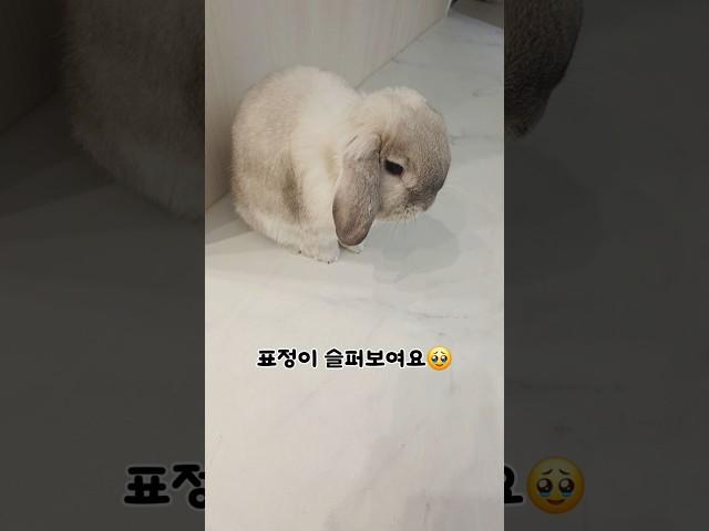 토끼 우울할때 특효약이 있어요(찐)