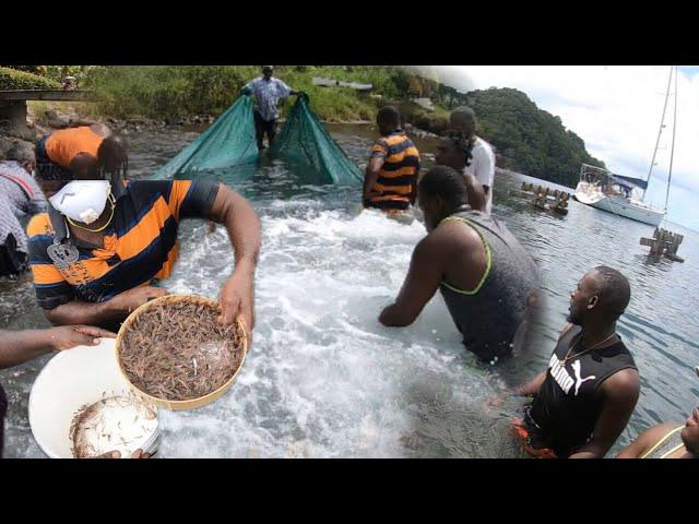 TRI TRI CAUGHT IN THE OCEAN (TRADITIONAL FISHING TECHNIQUE IN ST. VINCENT) EP.68