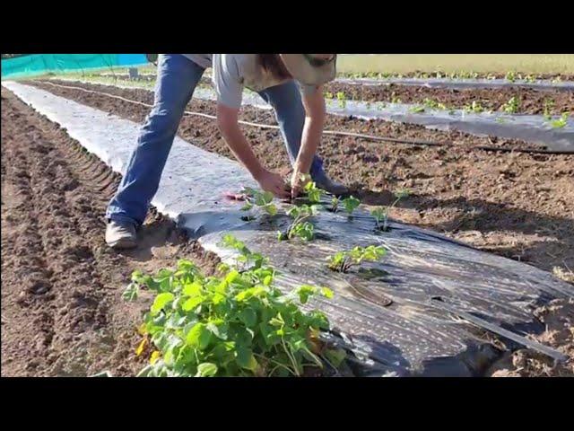 How to Plant Strawberries, Market Garden Strawberries, Plasticulture Strawberries